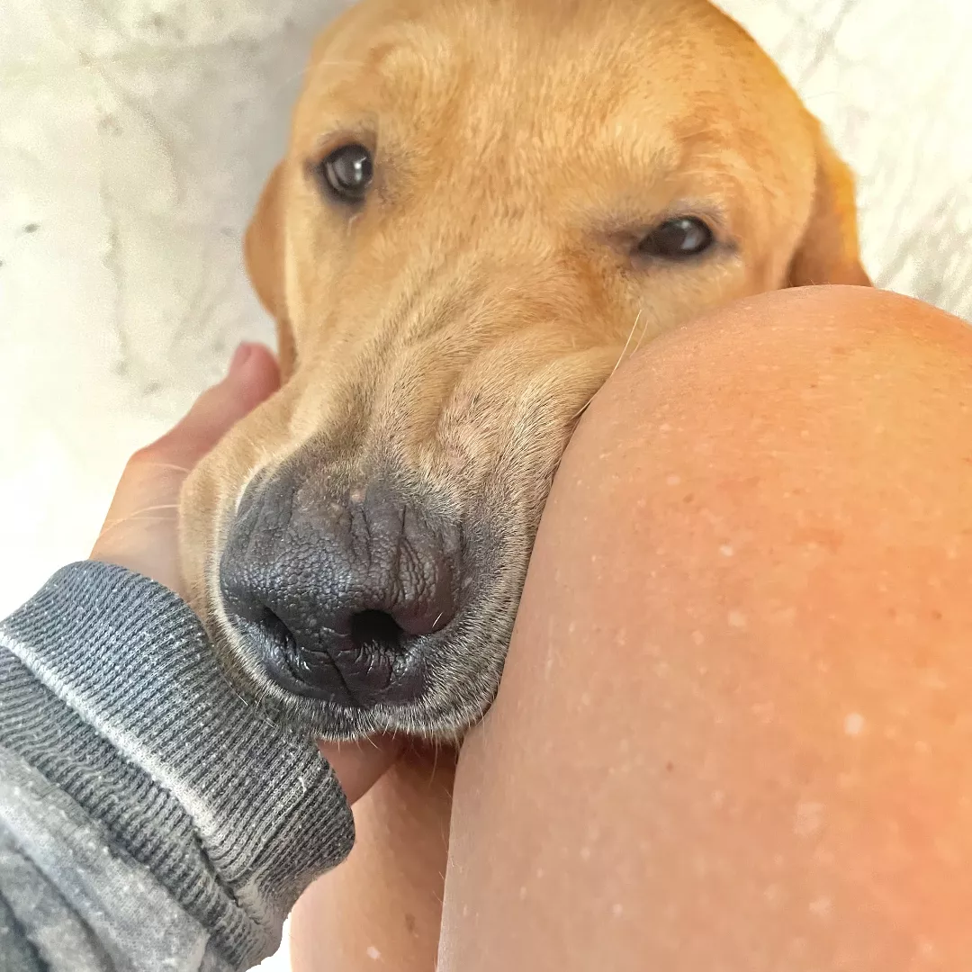 Faísca - Labrador Retriever