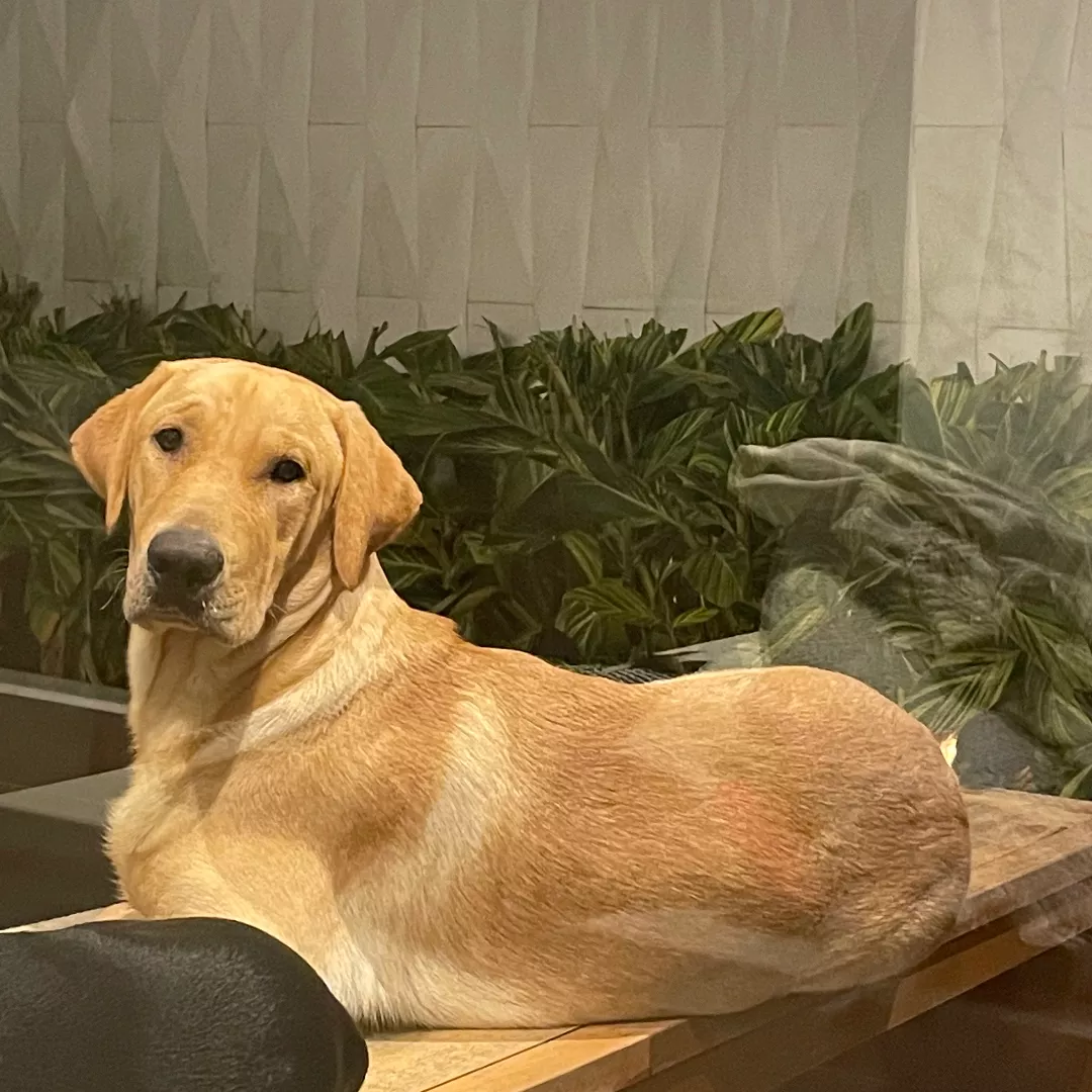 Faísca - Labrador Retriever