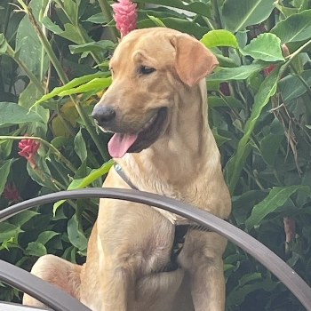 Faísca imagem 1 - Labrador Retriever