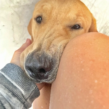 Faísca imagem 2 - Labrador Retriever
