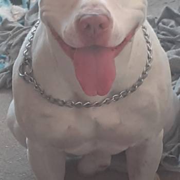 Max imagem 1 - 