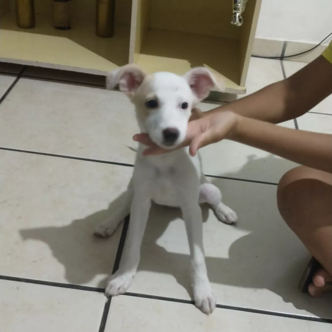 Lua - Sem Raça Definida