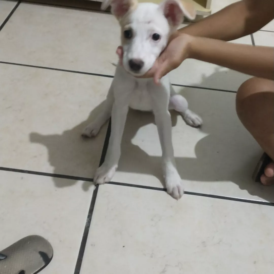 Lua - Sem Raça Definida