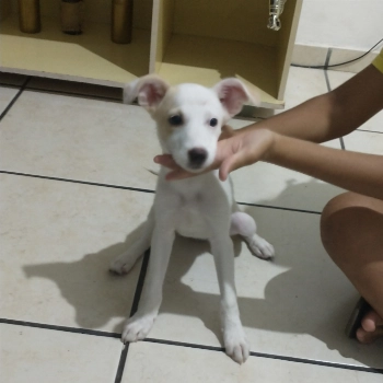 Lua imagem 1 - Sem Raça Definida