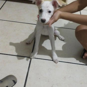 Lua imagem 2 - Sem Raça Definida