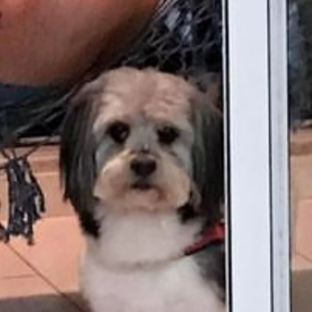 Oreo - Sem Raça Definida