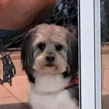 Oreo imagem 1 - Sem Raça Definida