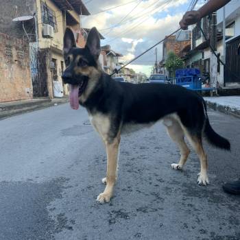 Thor Silva imagem 3 - 