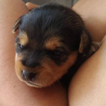 Mel imagem 1 - 