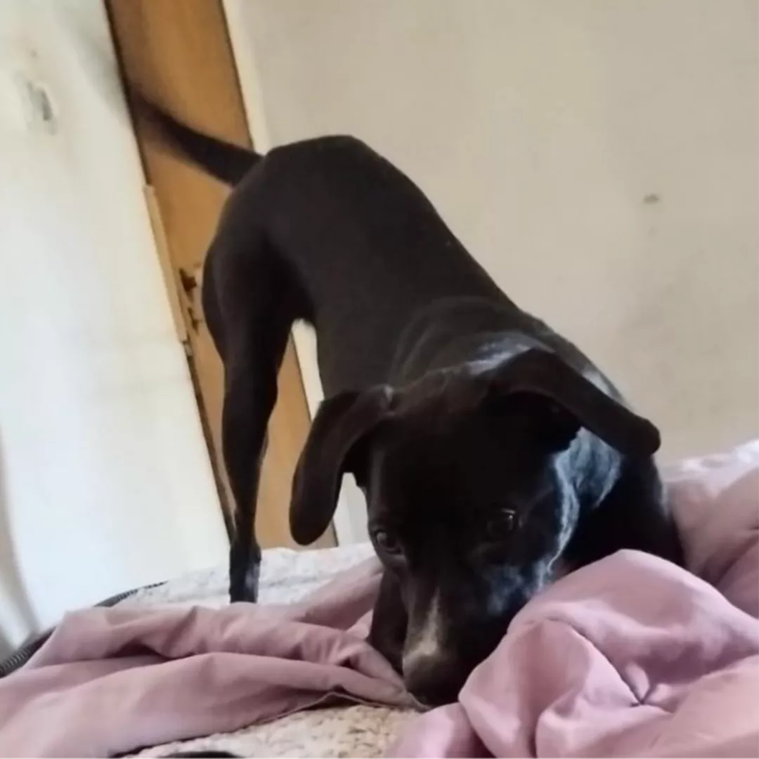 Nina Kiara - Sem Raça Definida