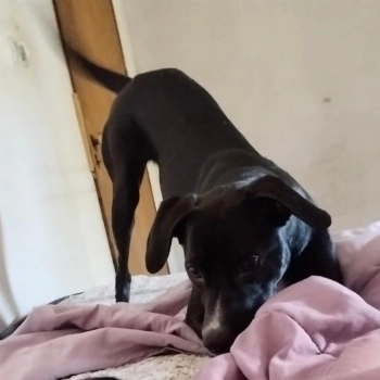 Nina Kiara imagem 1 - Sem Raça Definida