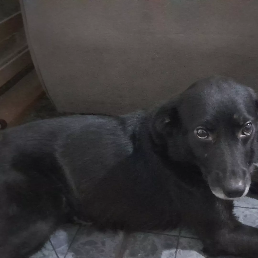 Pretinho - Sem Raça Definida