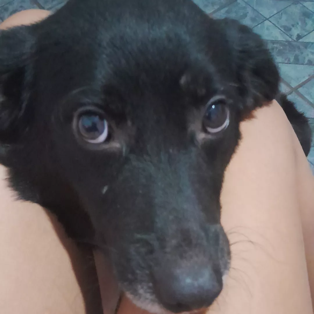 Pretinho - Sem Raça Definida