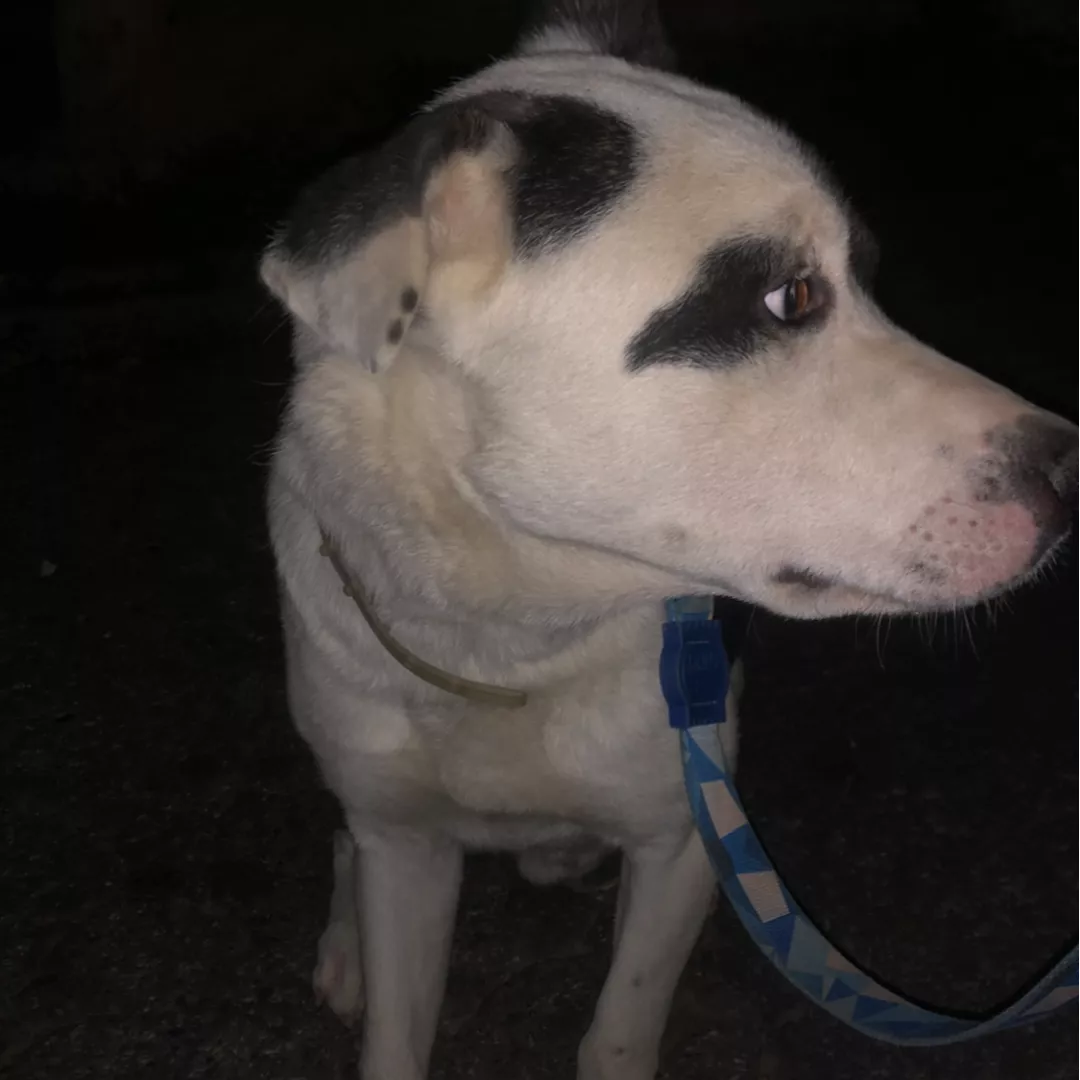 Zeus - Sem Raça Definida