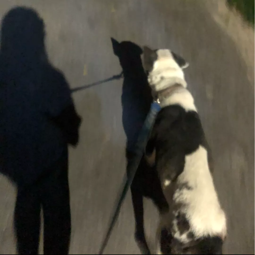 Zeus - Sem Raça Definida