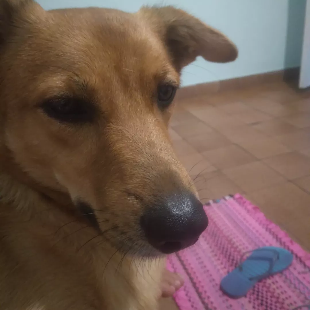 Saimon - Sem Raça Definida