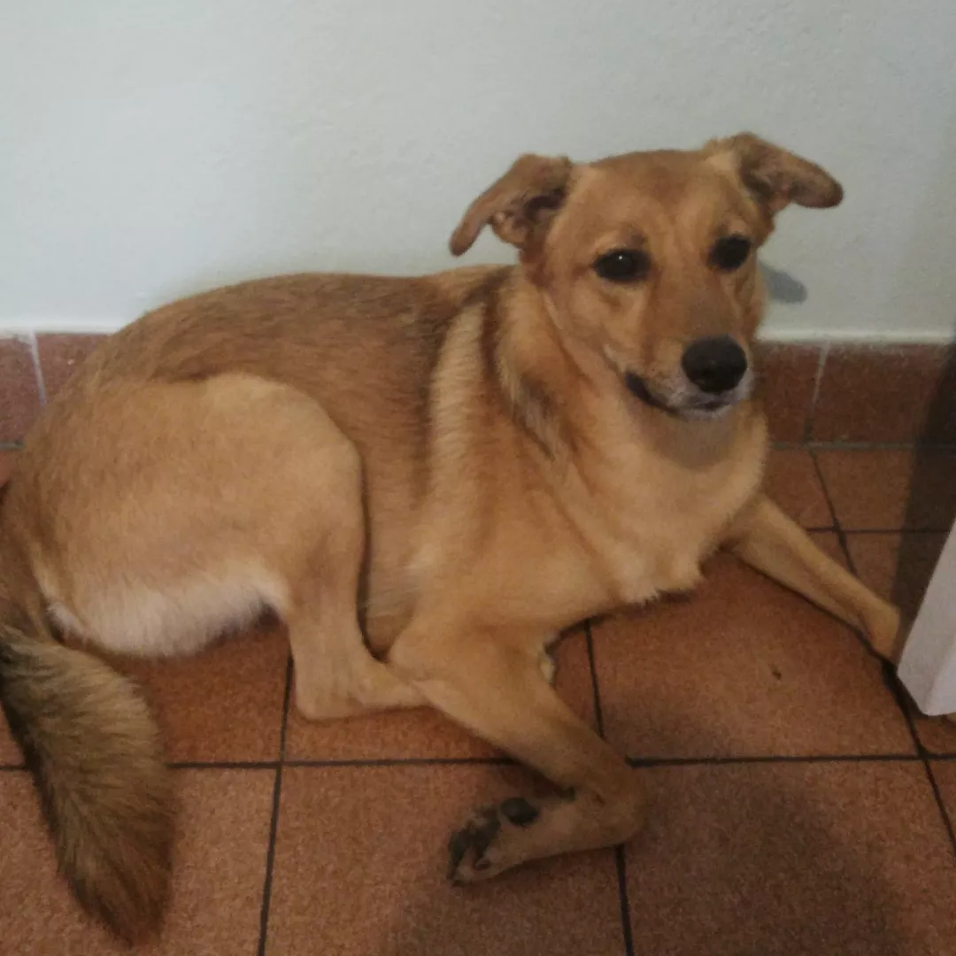 Saimon - Sem Raça Definida