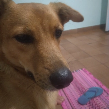 Saimon imagem 1 - Sem Raça Definida
