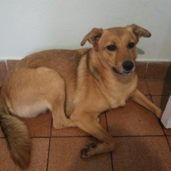 Saimon imagem 2 - Sem Raça Definida