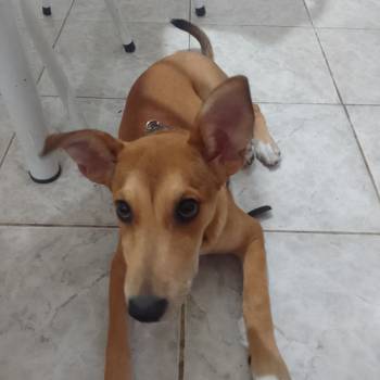 Xicrinha imagem 1 - 