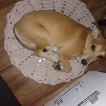 Xicrinha imagem 2 - 