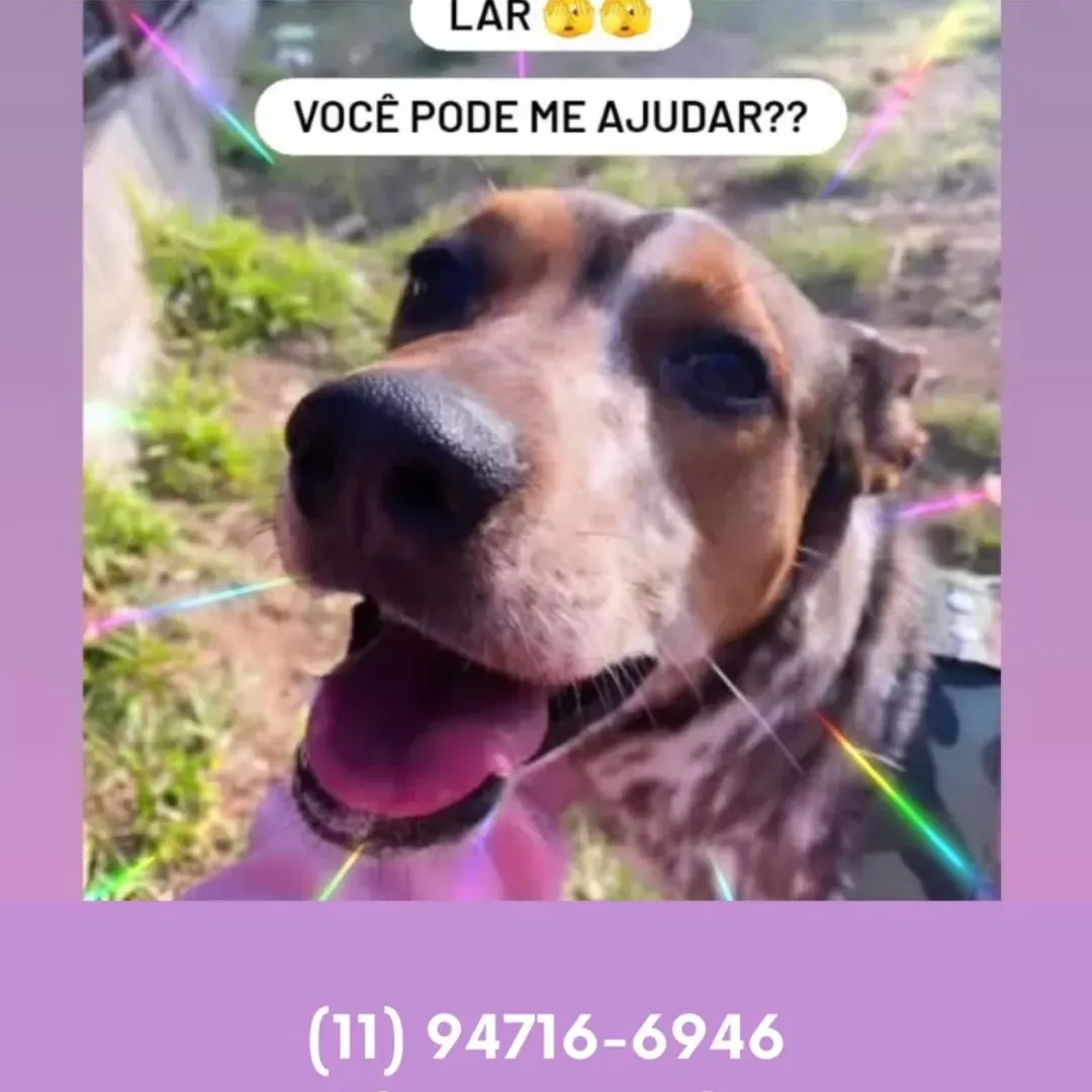 Sansão - Sem Raça Definida