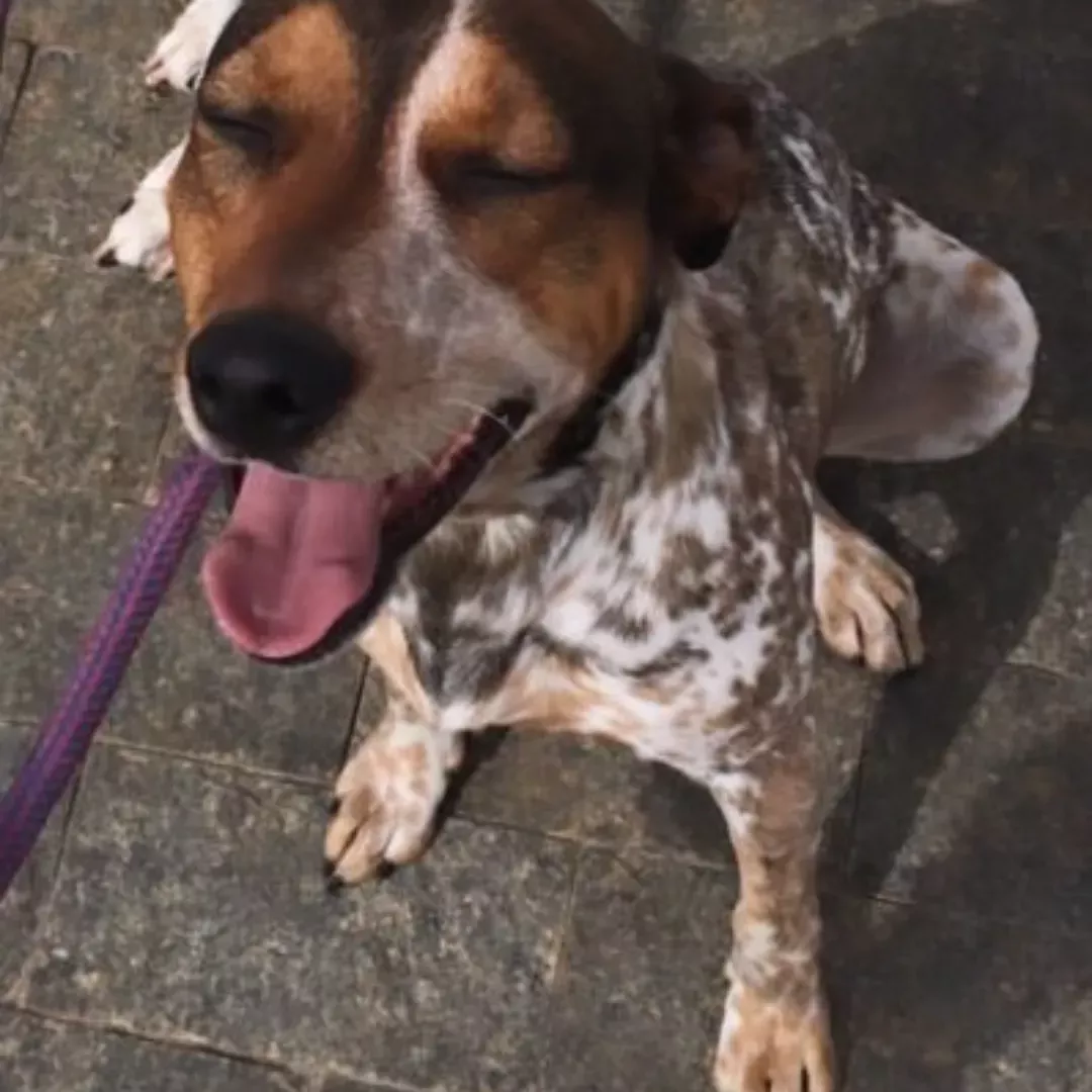 Sansão - Sem Raça Definida