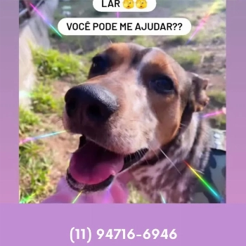Sansão imagem 1 - Sem Raça Definida