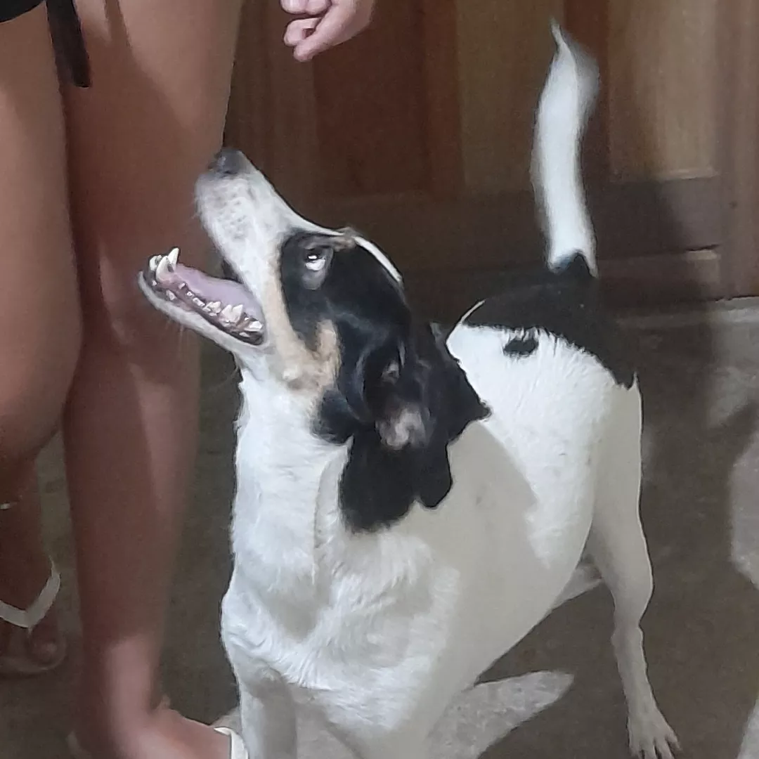 Nala - Sem Raça Definida