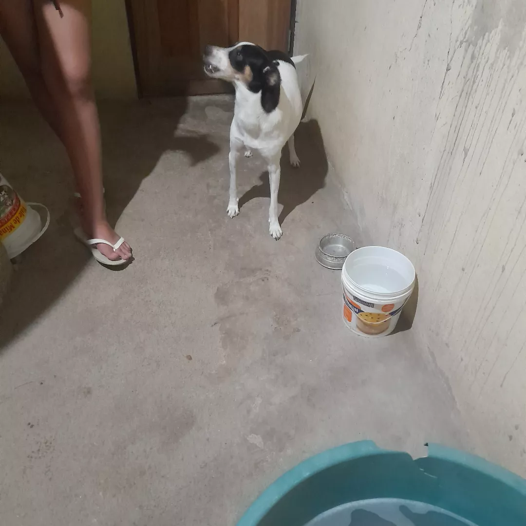 Nala - Sem Raça Definida