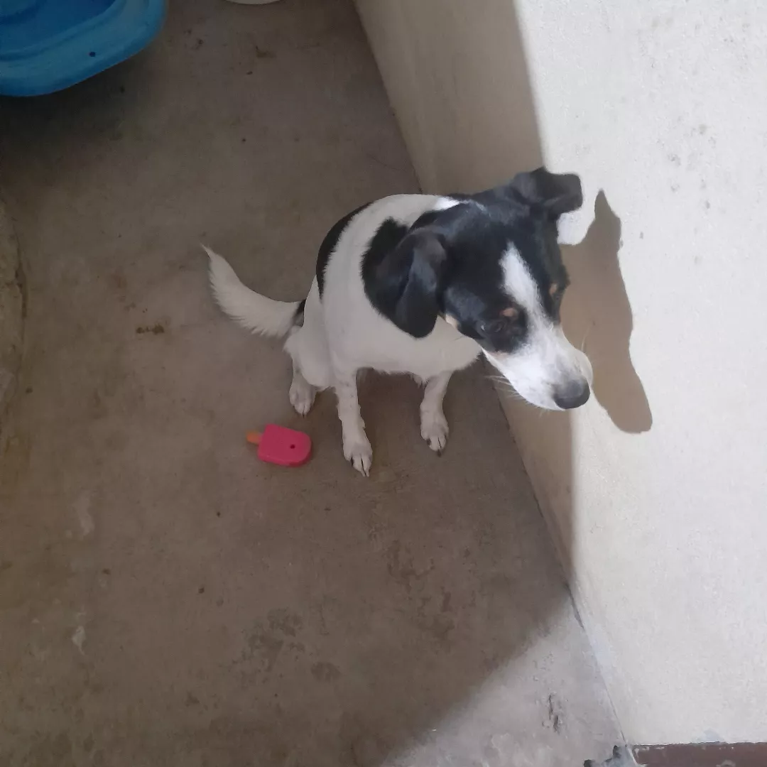 Nala - Sem Raça Definida