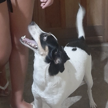 Nala imagem 1 - Sem Raça Definida