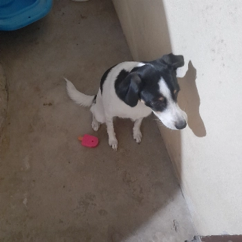 Nala imagem 3 - Sem Raça Definida