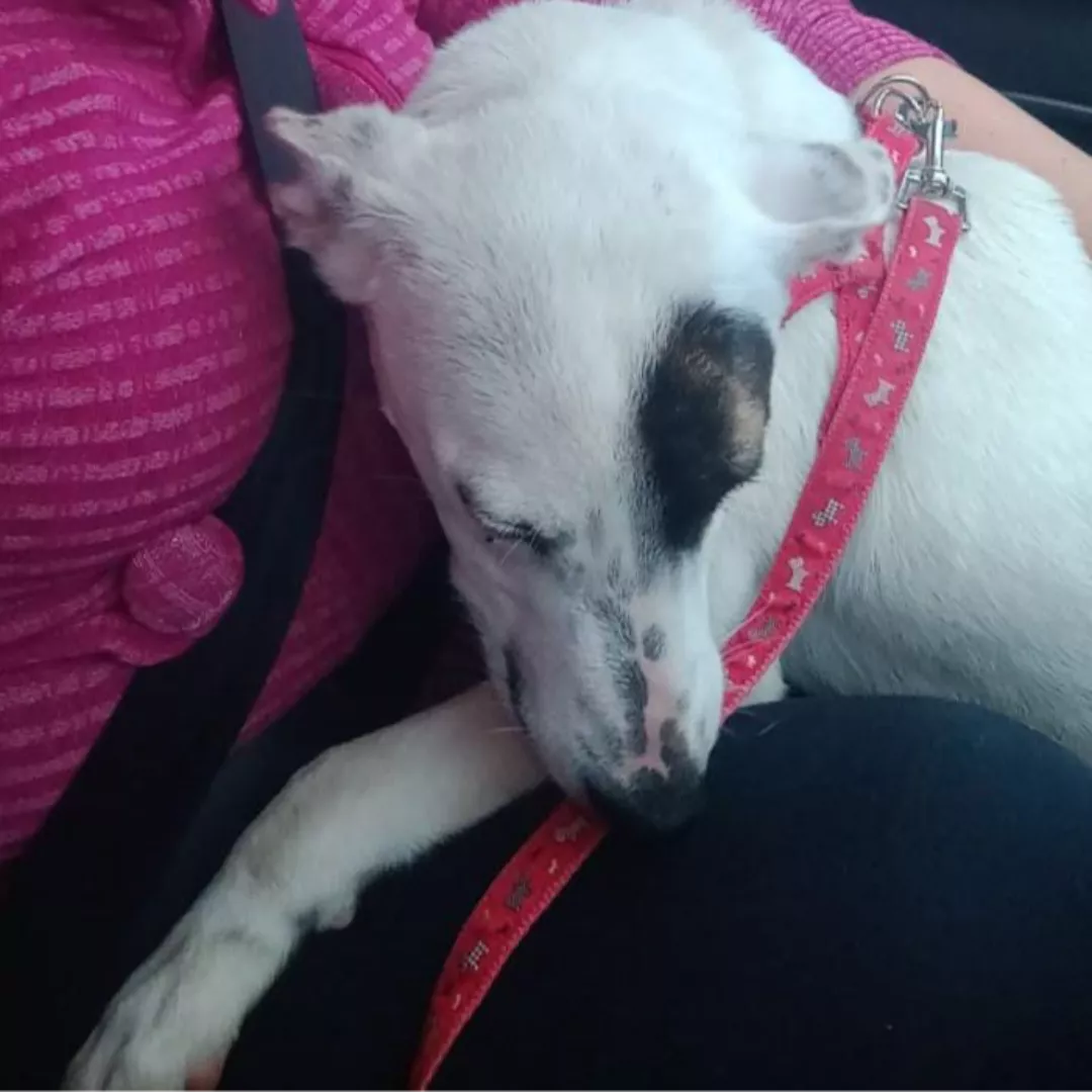 Velkan - Sem Raça Defenina