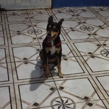 Clorofila imagem 1 - Sem Raça Definida