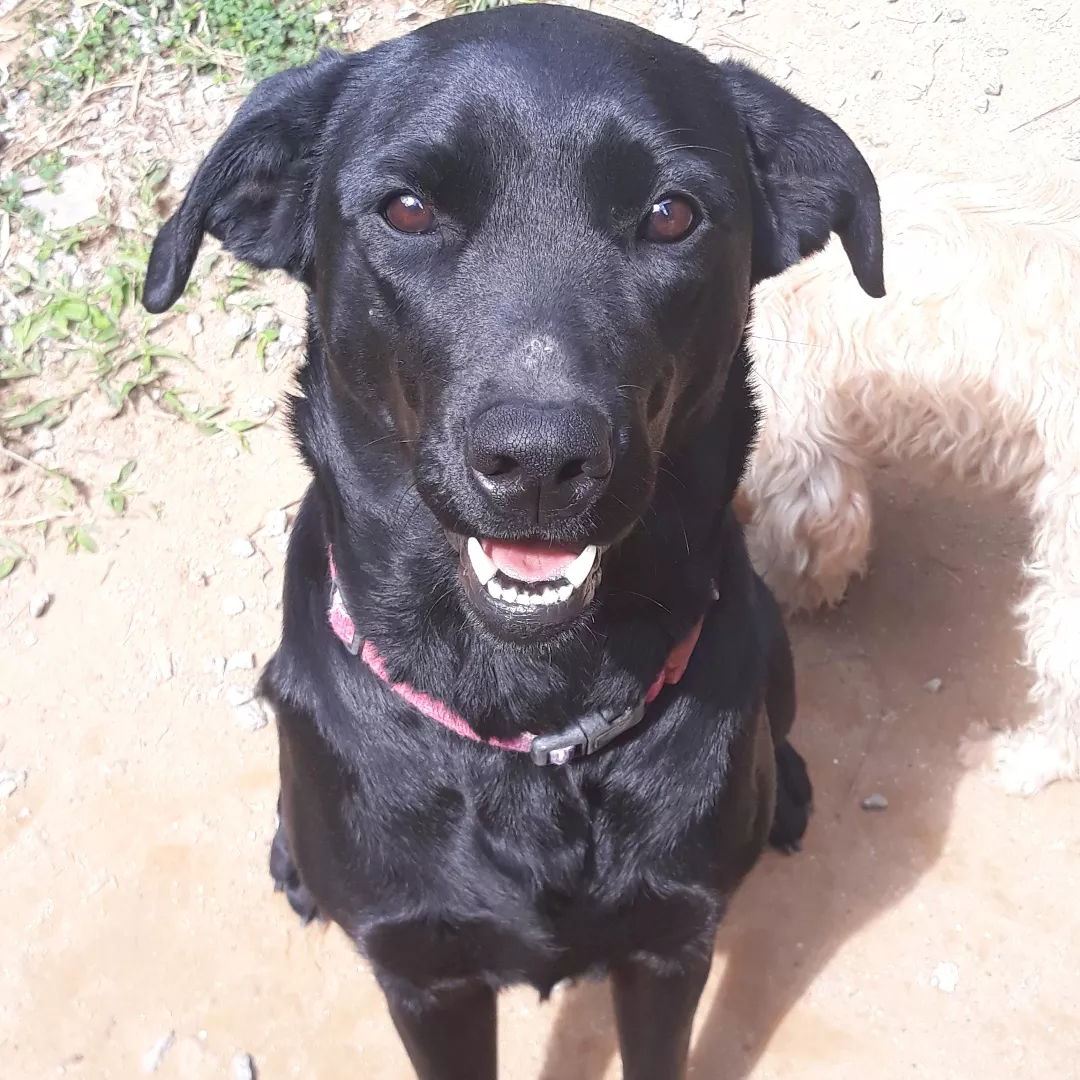 Baunilha - Labrador Retriever