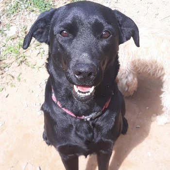 Baunilha imagem 1 - Labrador Retriever