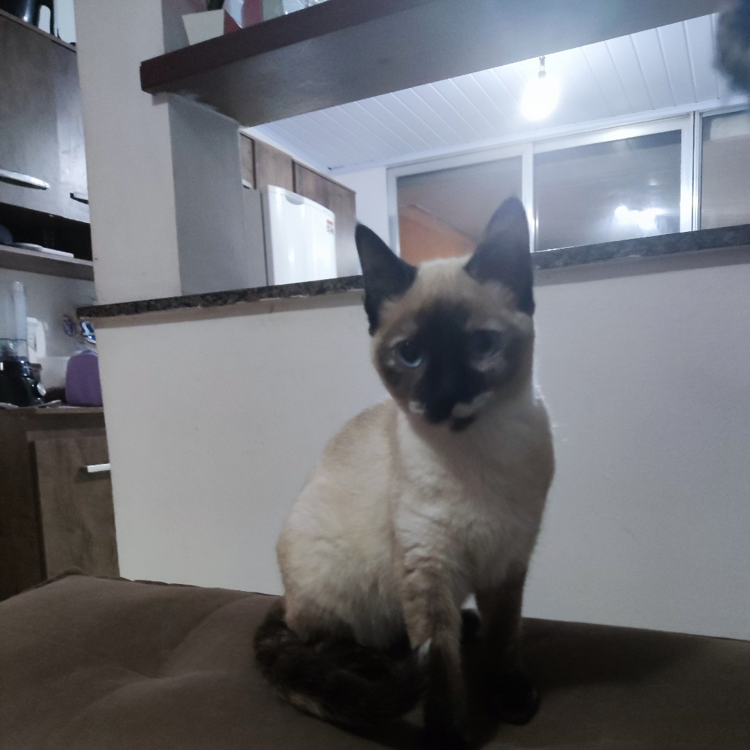 Kiara imagem 1 - Sem Raça Definida