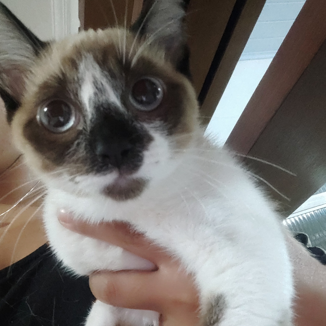 Nala imagem 1 - Sem Raça Definida