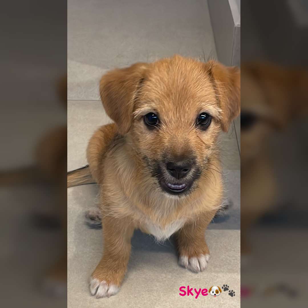 Skye - 