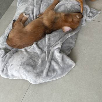 Skye imagem 2 - 