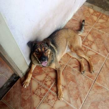 Kira imagem 1 - 