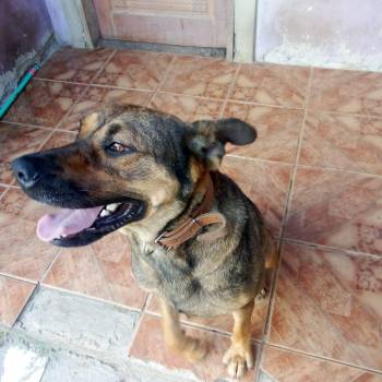 Kira imagem 2 - 
