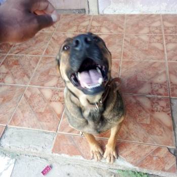 Kira imagem 3 - 
