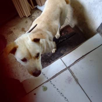 Lua imagem 1 - 