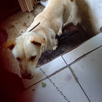 Lua imagem 2 - 