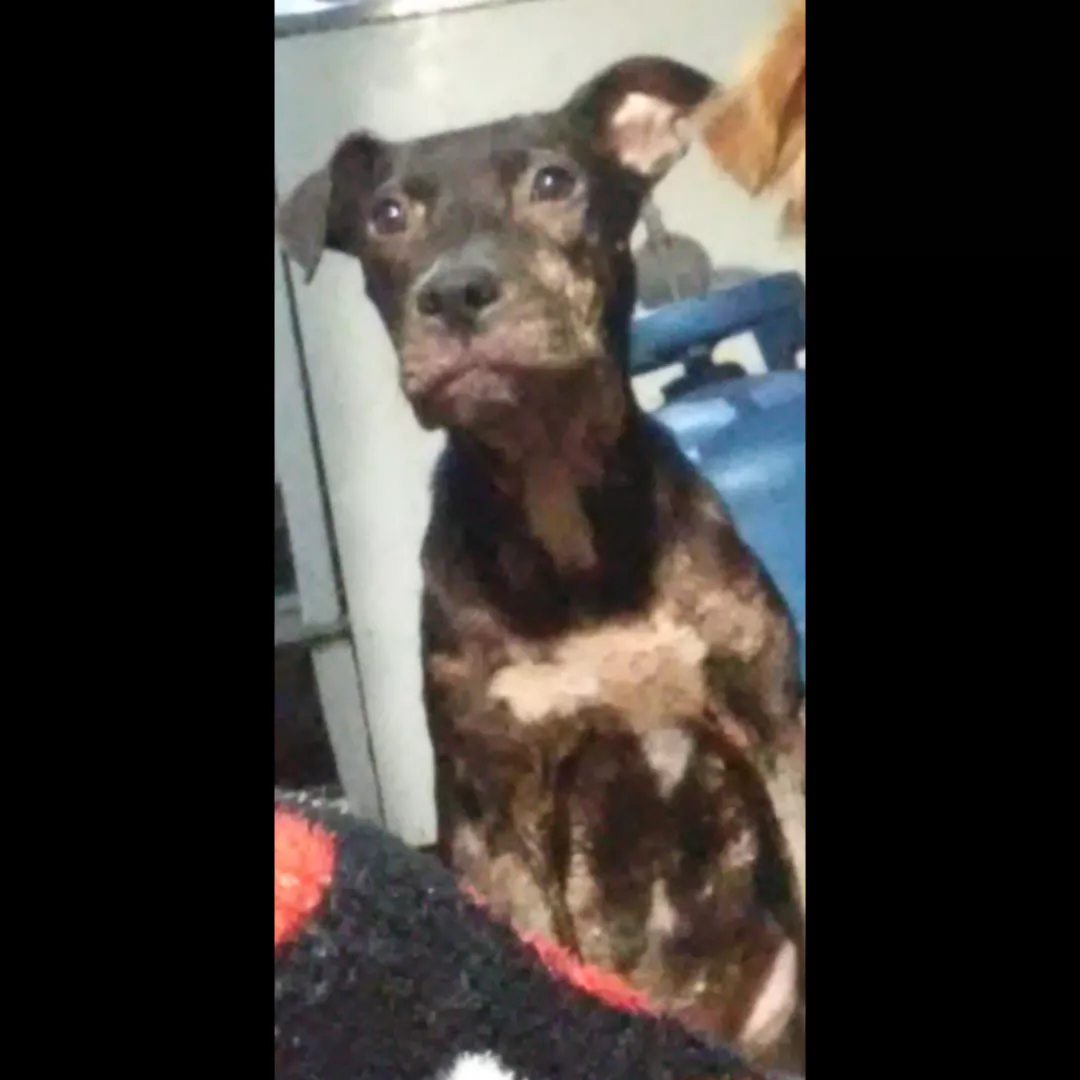 Luna - Sem Raça Definida