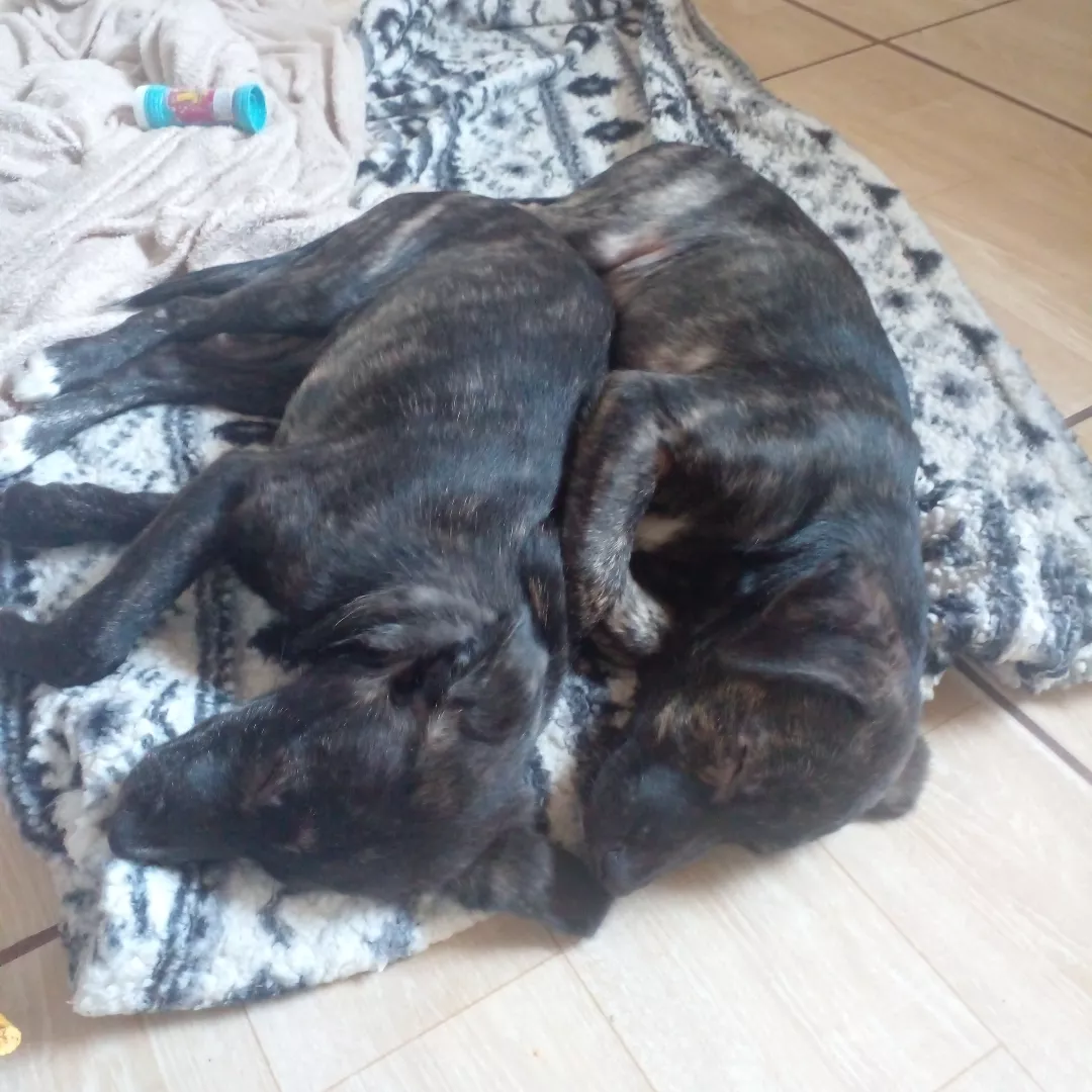 Borel - Sem Raça Definida