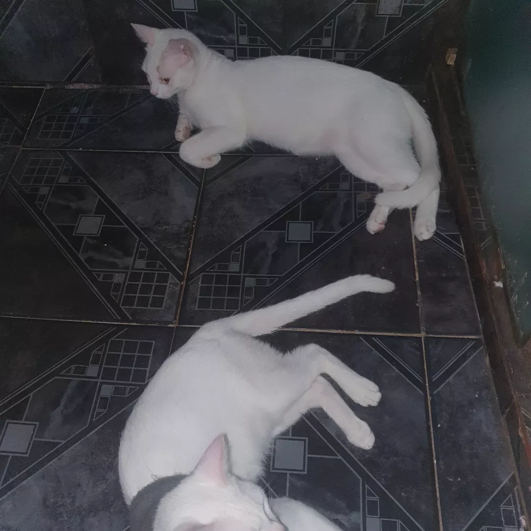 Branca De Neve - Sem Raça Definida