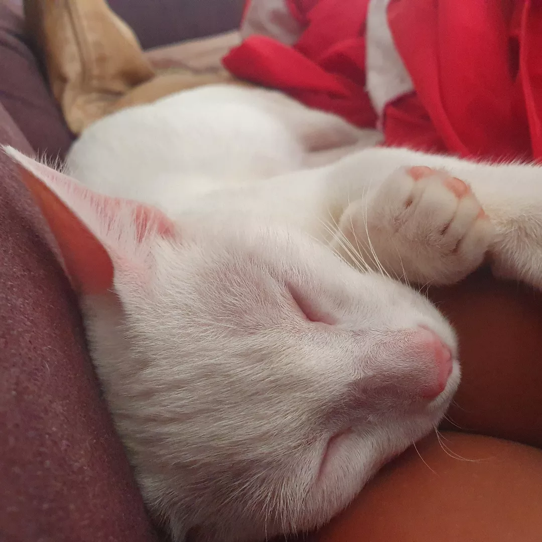 Branca De Neve - Sem Raça Definida